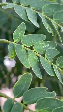  A close-up shot of green, pinnately compound leaves featuring rounded leaflets on delicate stems, with a softly blurred, natural outdoor background.