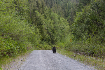 Obraz premium Black bear