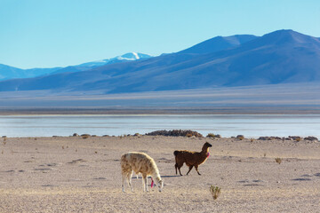 Fototapeta premium Llama