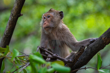 Monkey relax on tropical tree branch green tree forest © themorningglory