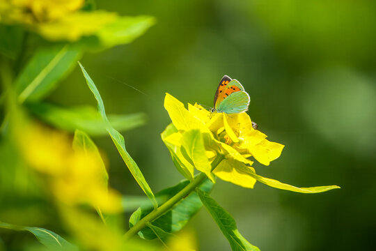 View of a small butterfly with orange and blue wings resting on a bright yellow flower surrounded by lush green foliage in Lahore, Punjab, Pakistan.
