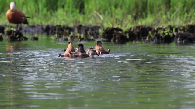 Many dabbling ruddy shelduck chicks, ruddy shelduck chicks dipping their heads into the lake, birds swimming in the pond, reddish-brown waterfowl in the reeds, sunny day at the lake, ruddy shelduck