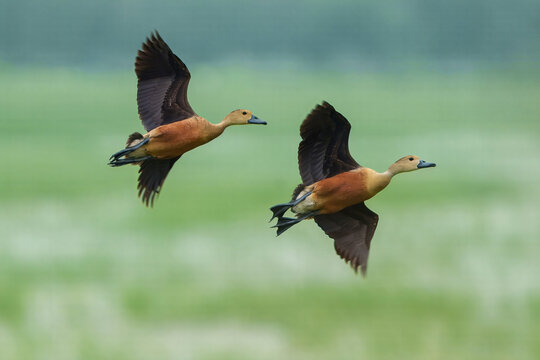 View of two lesser whistling ducks flying over a lush green field near Head Marala Sialkot, Punjab, Pakistan.