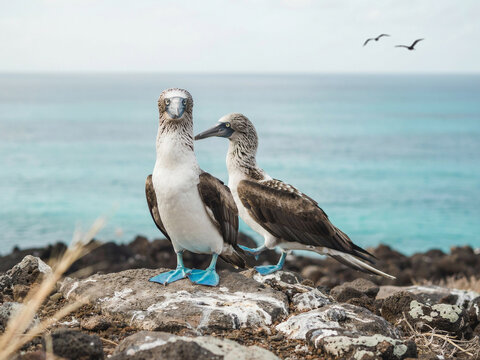 Two Blue- Footed Boobies on Rocky Shoreline blue-footed booby