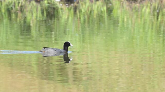 A single coot with a dragonfly in its beak, a coot swimming in a shimmering green pond, a black moorhen with red eyes on a sunny day, plants reflected in the lake, Fulica atra