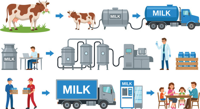Milk Production Process Infographic Vector Set Showing Dairy Farm Cow Milking Factory Processing Shipping and Family Consumption