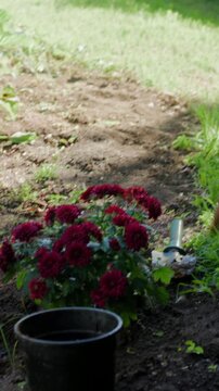 Vertical video: Spotting red flowers, couple in teal, coral shirts planting in garden with trowel