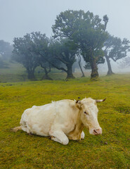 Naklejka premium A white cow lying down on a green grassy hill surrounded by mystical fog and ancient laurel trees in Fanal, Madeira.