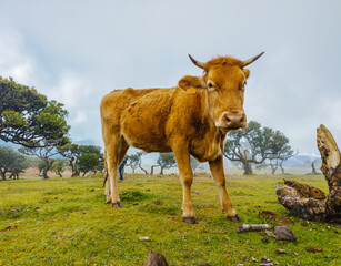 Naklejka premium A brown cow standing on a green pasture next to ancient trees in the mysterious morning fog of Fanal Forest, Madeira.