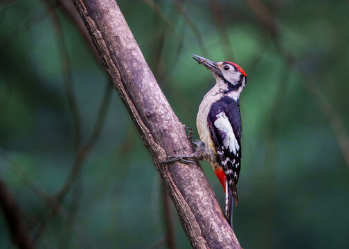View of a Himalayan woodpecker perched on a tree branch with an insect in its beak Naran, Khyber Pakhtunkhwa, Pakistan.