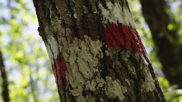 Pan right close up of a red and white CAI trail marker painted on a tree trunk in a forest near Bedonia, Parma.