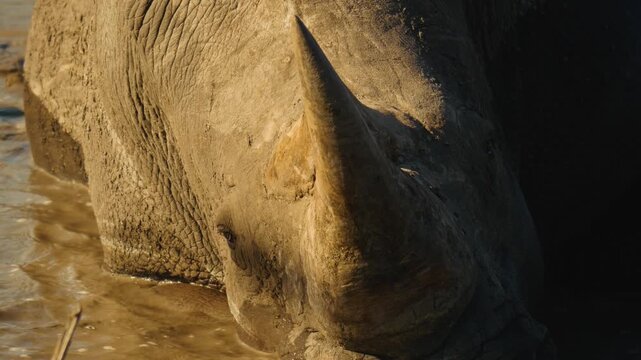 A close up shot of a white rhino's face covered in wet mud, showing its prominent double horns and textured skin.