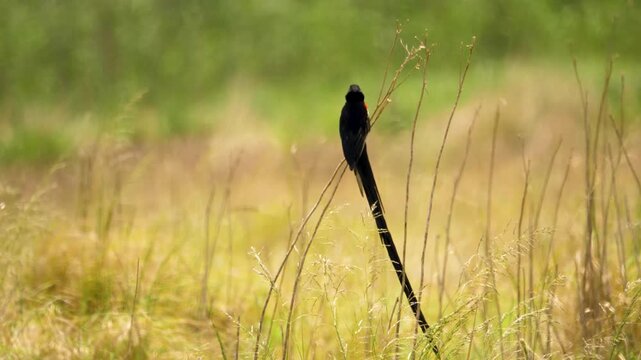 A striking black male long tailed widowbird balances on a thin wild grass stalk in a soft focused meadow.