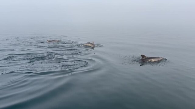 Handheld 4K shot of a pod of common dolphins swimming and surfacing in calm waters on a cold, foggy morning in Magdalena Bay, Mexico.