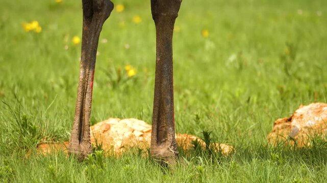Close up pan across details of thick textured skin, muscular legs, and coarse tail feathers of a standing ostrich.