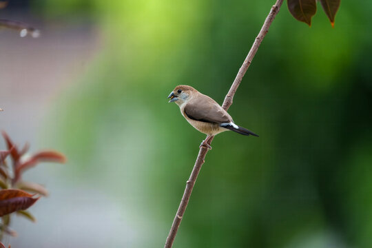 View of an Indian Silverbill perched on a thin branch against a soft green blurred background in Lahore, Punjab, Pakistan.