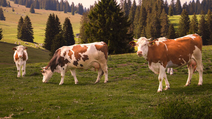 Obraz premium Cows grazing on a mountain pasture surrounded by evergreen forest. Traditional rural farming scene with livestock in a peaceful natural landscape