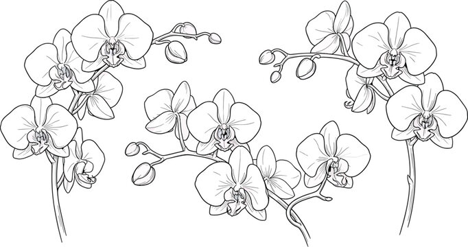 Set of beautiful phalaenopsis orchid flowers with buds, hand drawn botanical illustration isolated on white background