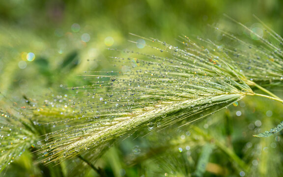 Morning dew drops on wild barley grass with sparkling bokeh