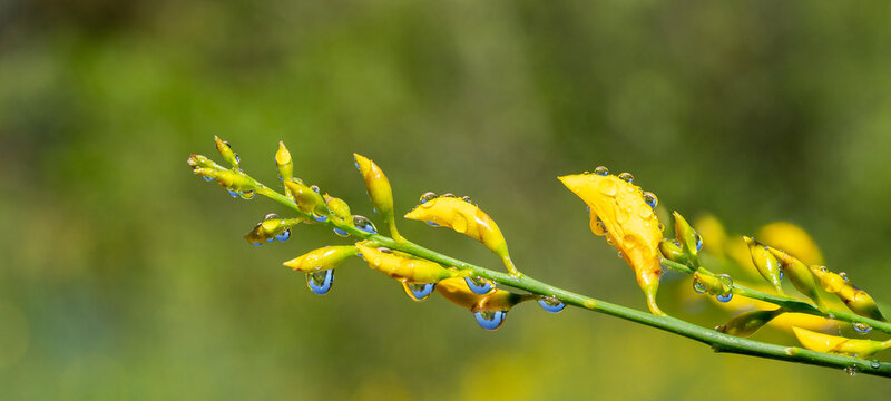 Yellow wildflower covered with morning dew drops