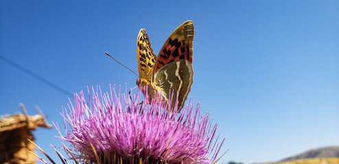 Cardinal butterfly feeding on a purple milk thistle flower close up  © mawahibetilouguite
