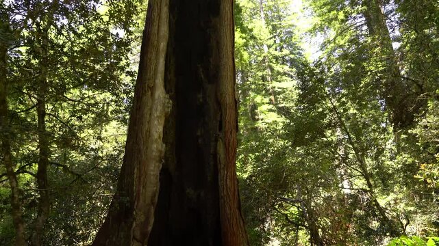 Redwood National Park Lady Bird Johnson Grove Burned Redwood California USA World Heritage Site