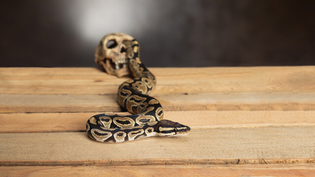 A snake is slithering out of a skull.
