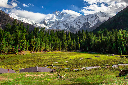 View of the snow-capped Nanga Parbat peak rising above a lush green meadow and dense pine forest in Fairy Meadows, Gilgit, Pakistan.