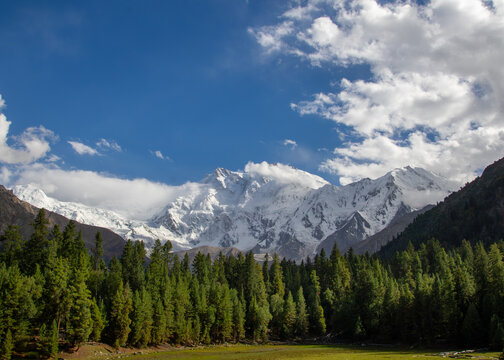 View of Nanga Parbat mountain peak with snow and clouds above a dense pine forest and green meadow at Fairy Meadows, Gilgit, Pakistan.