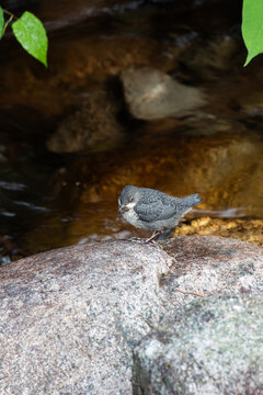 White-throated Dipper Cinclus cinclus perched on a river stone