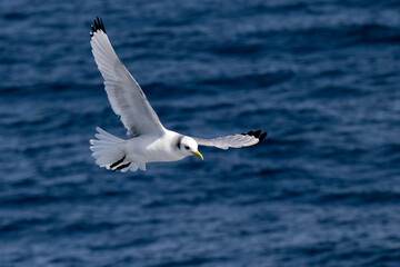 Fototapeta premium seagull in flight