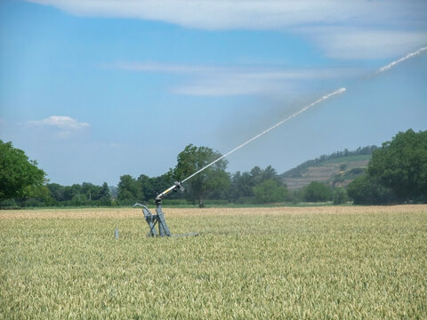 Irrigation Sprinkler in Wheat Field
