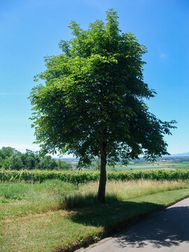 Lush Green Tree