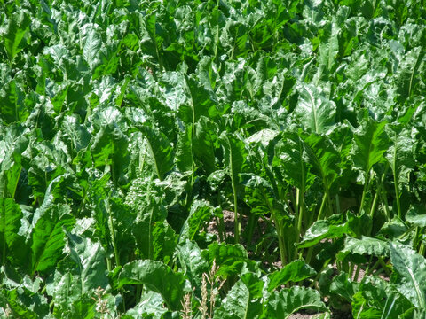 Lush Green Vegetable Field