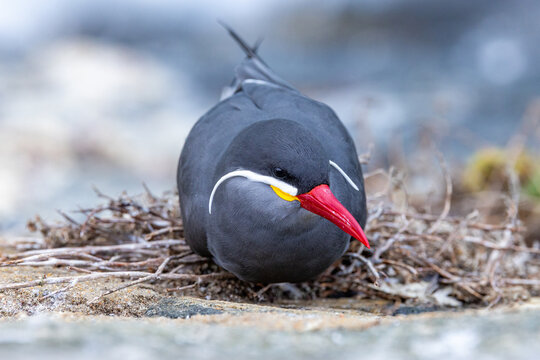 View of an Inca tern sitting on its nest of twigs in Chile.