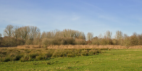 Obraz premium Marsh landscape on a sunny winter day in the Dijle Valley near Louvain, Flanders, Beglium 