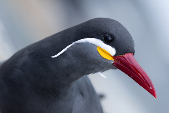 View of an Inca tern, Larosterna inca, with its distinctive white moustache and bright red beak in Chile.