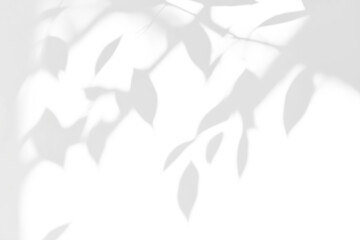 Obraz premium shadow overlay effects of realistic abstract natural tree leaves shadow on wall background,Summer sunlight dappled shadow overlay effect,abstract branch shadow.plant and flower shadow