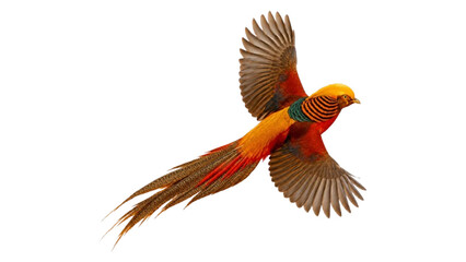 Fototapeta premium Exotic Golden Pheasant Bird Flying in Mid-Air Isolated JPEG on Transparent Background