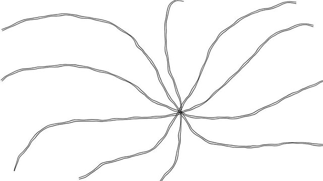 Thin black curved lines radiating from a central point on white background, abstract hand drawn starburst flower with soft organic motion