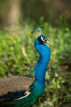 View of a peacock with vibrant blue plumage and a delicate head crest standing in front of lush green foliage in Tharparkar, Sindh, Pakistan.