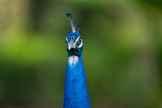 View of a peacock with vibrant blue feathers and a crest looking directly at the camera against a blurred green background in Tharparkar, Sindh, Pakistan.