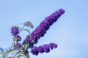 Selective focus of violet blue flowers Summer lilac (Vlinderstruik) Buddleja davidii, Butterfly-bush or Orange eye is a species of flowering plant in the family Scrophulariaceae, Natural background. © Sarawut