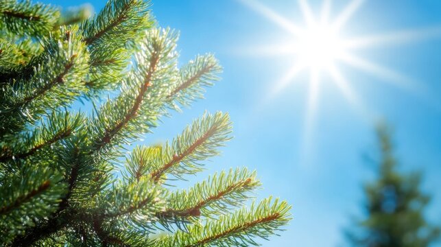 Close-up of green spruce branches against a bright blue sky with sun