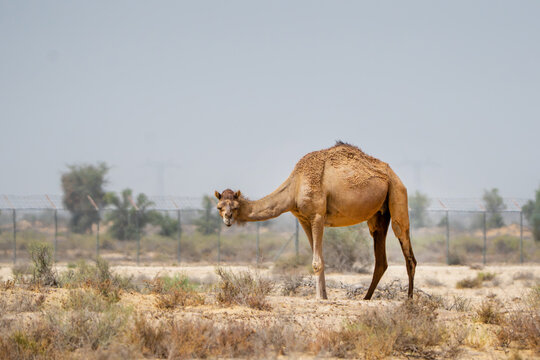 View of a dromedary camel standing in the arid landscape of the Cholistan Desert with sparse vegetation and a fence under a clear sky Bahawalpur, Punjab, Pakistan.