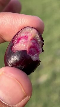 Close-up of a hand holding fresh ripe bitten Java plums in natural daylight.