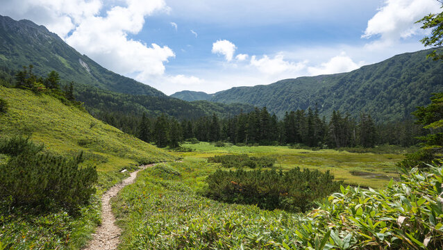 Mountain trail through alpine meadow in summer