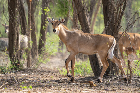 View of a nilgai standing among trees in a wooded landscape with sunlight filtering through the branches at the Cholistan Desert, Bahawalpur, Punjab, Pakistan.