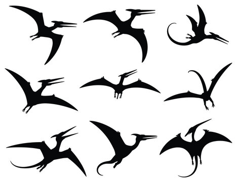 Pterosaur silhouettes on a white background prehistoric reptile shapes