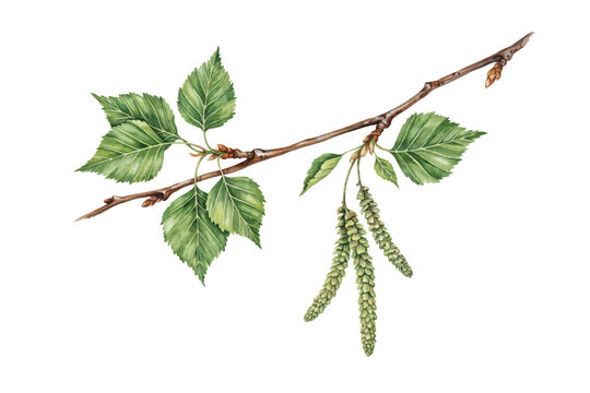 A detailed botanical of a birch tree branch featuring vibrant green serrated leaves and hanging catkins